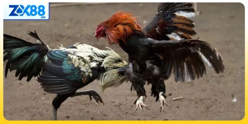 Áp dụng chiến thuật đá gà vào thực tế