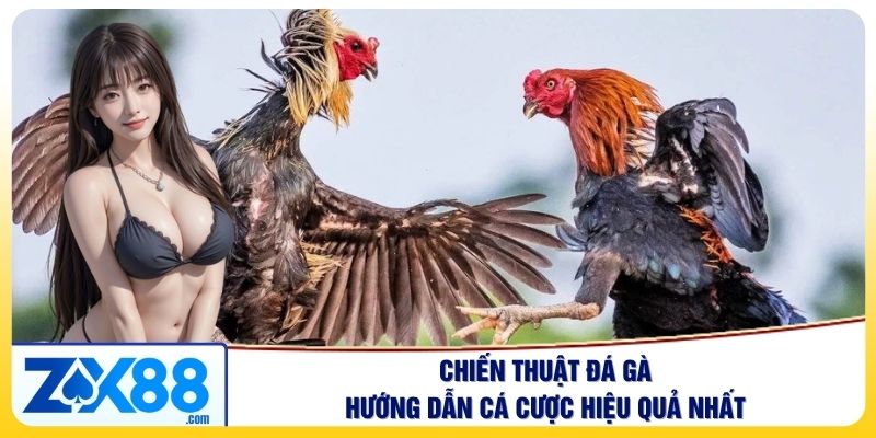 Chiến Thuật Đá Gà: Hướng Dẫn Cá Cược Hiệu Quả Nhất