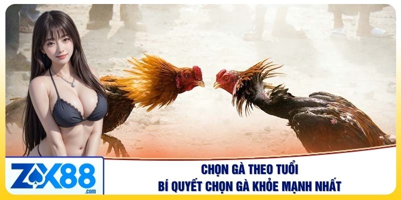 Chọn Gà Theo Tuổi – Bí Quyết Chọn Gà Khỏe Mạnh Nhất