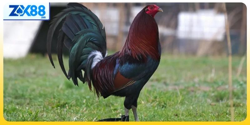 Một số mẹo giúp hội viên chọn gà theo tuổi