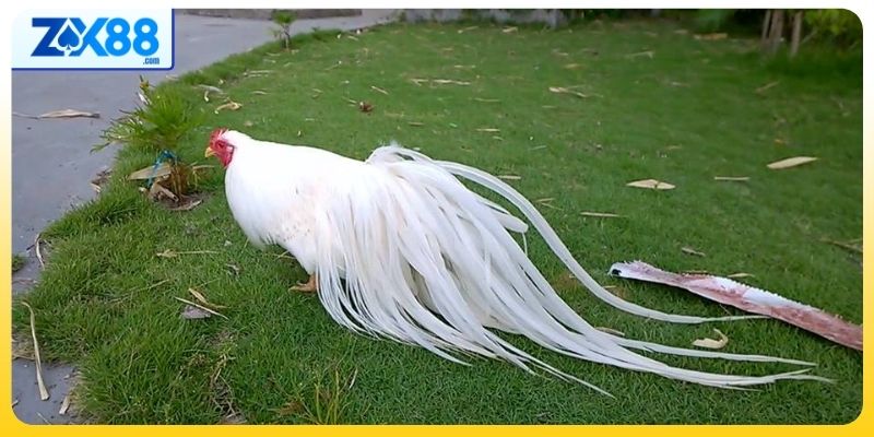 Một vài lưu ý nhỏ dành cho hội viên