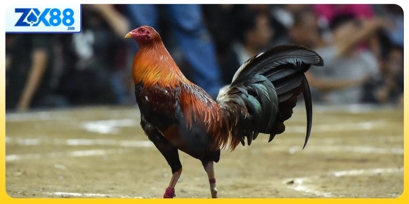 Những chiến kê cứng cáp