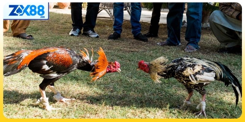 Quản lý vốn cược hiệu quả