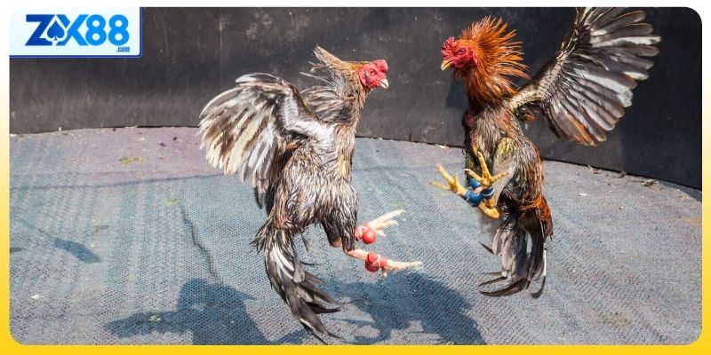 Tổng quan về chiến thuật đá gà